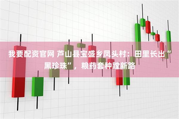 我要配资官网 芦山县宝盛乡凤头村：田里长出“黑珍珠”，粮药套种蹚新路